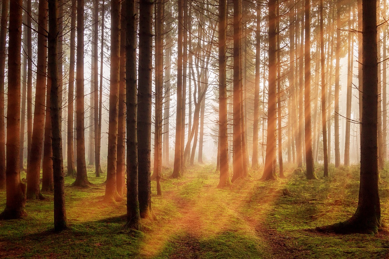 forest, sunbeams, sunlight-3448818.jpg